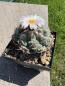 Preview: Thelocactus hexaedrophorus
